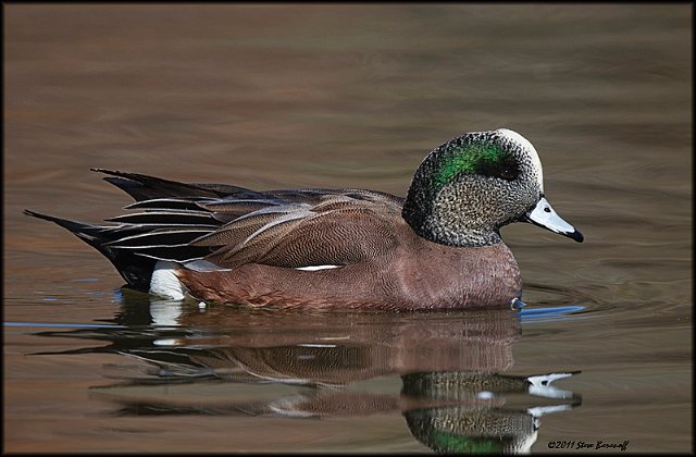 _1SB0321 american wigeion drake.jpg